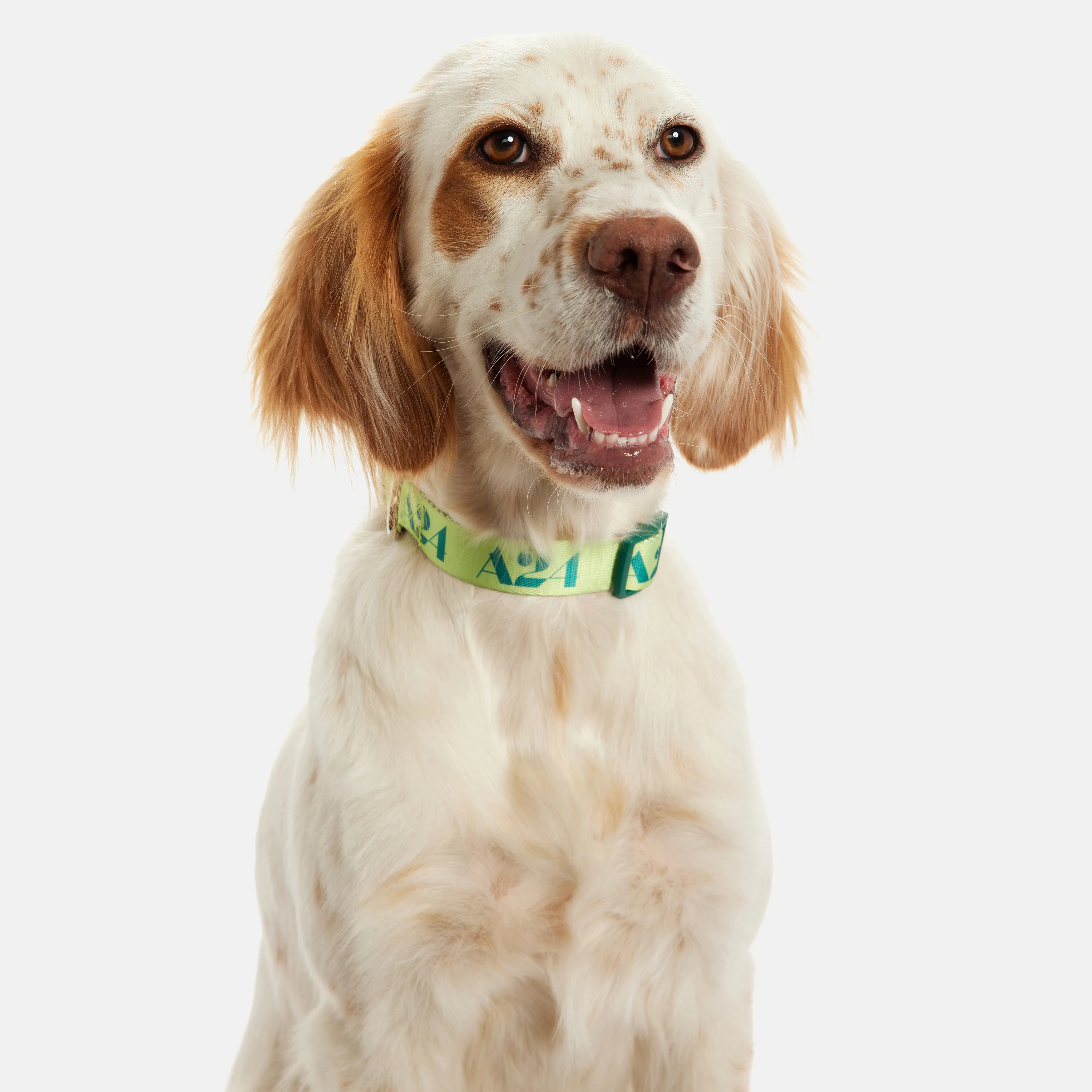 Lime Logo Collar - Image 3