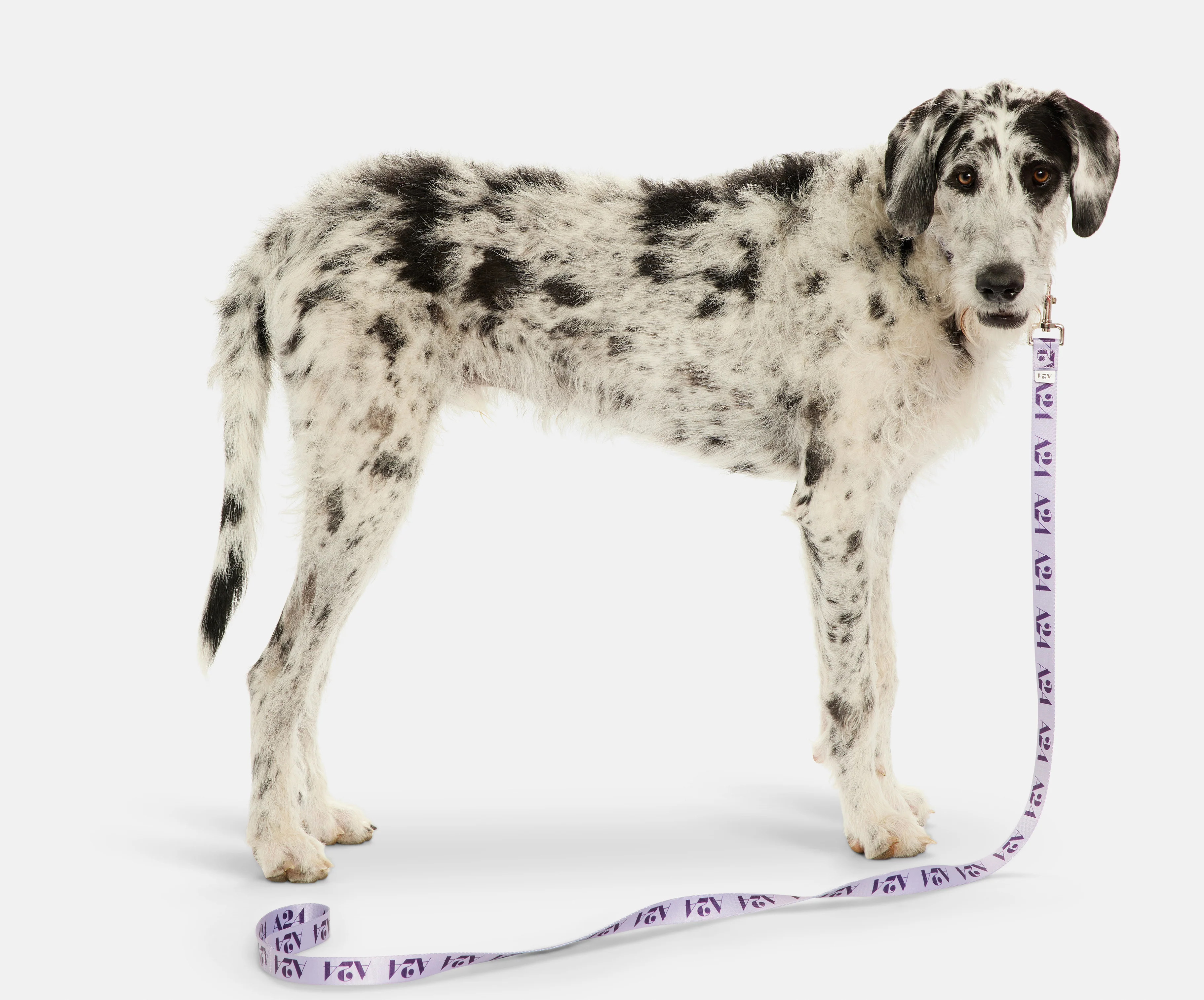 Logo Leash - Image 4