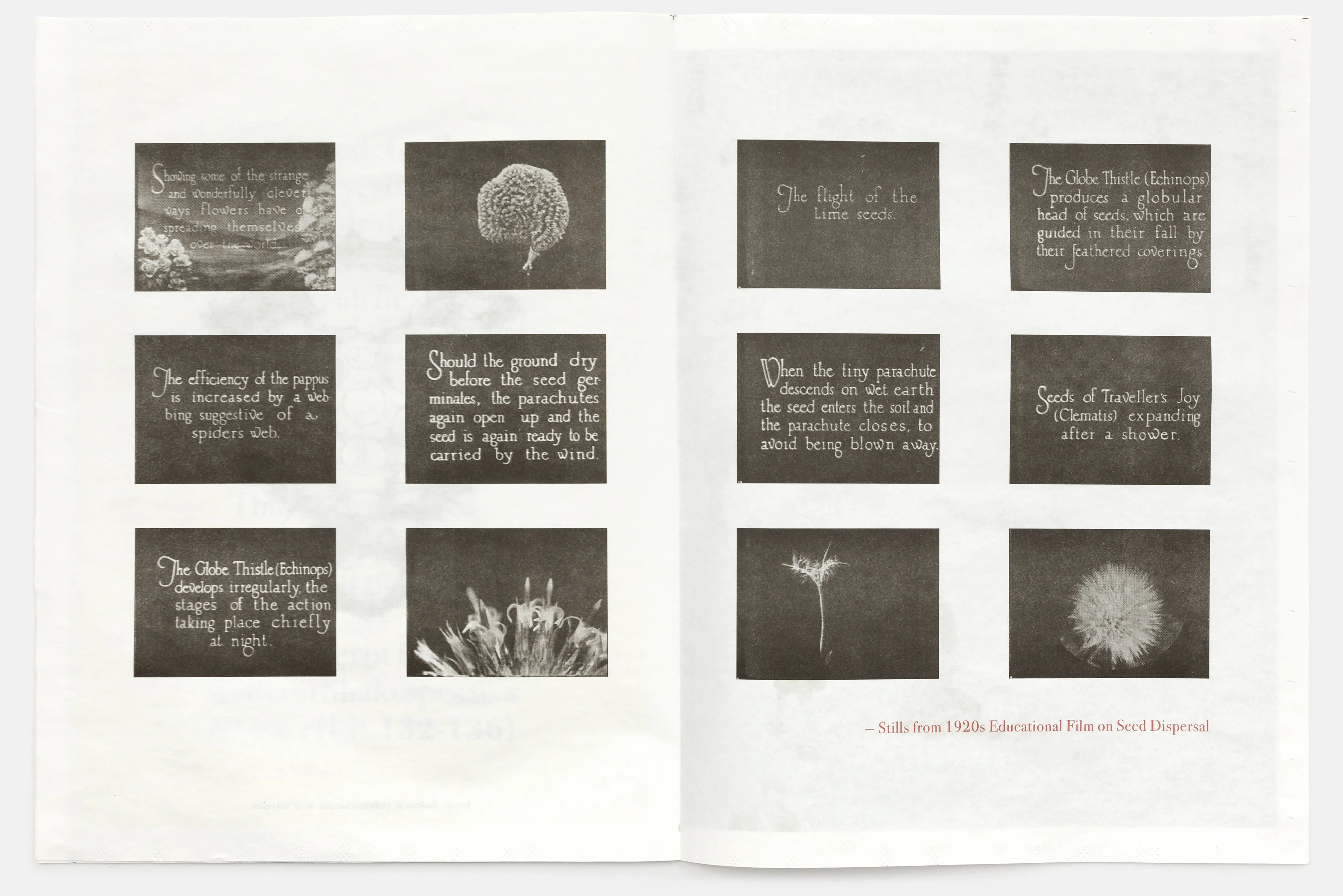Seeds Zine by Claire Denis - Image 4