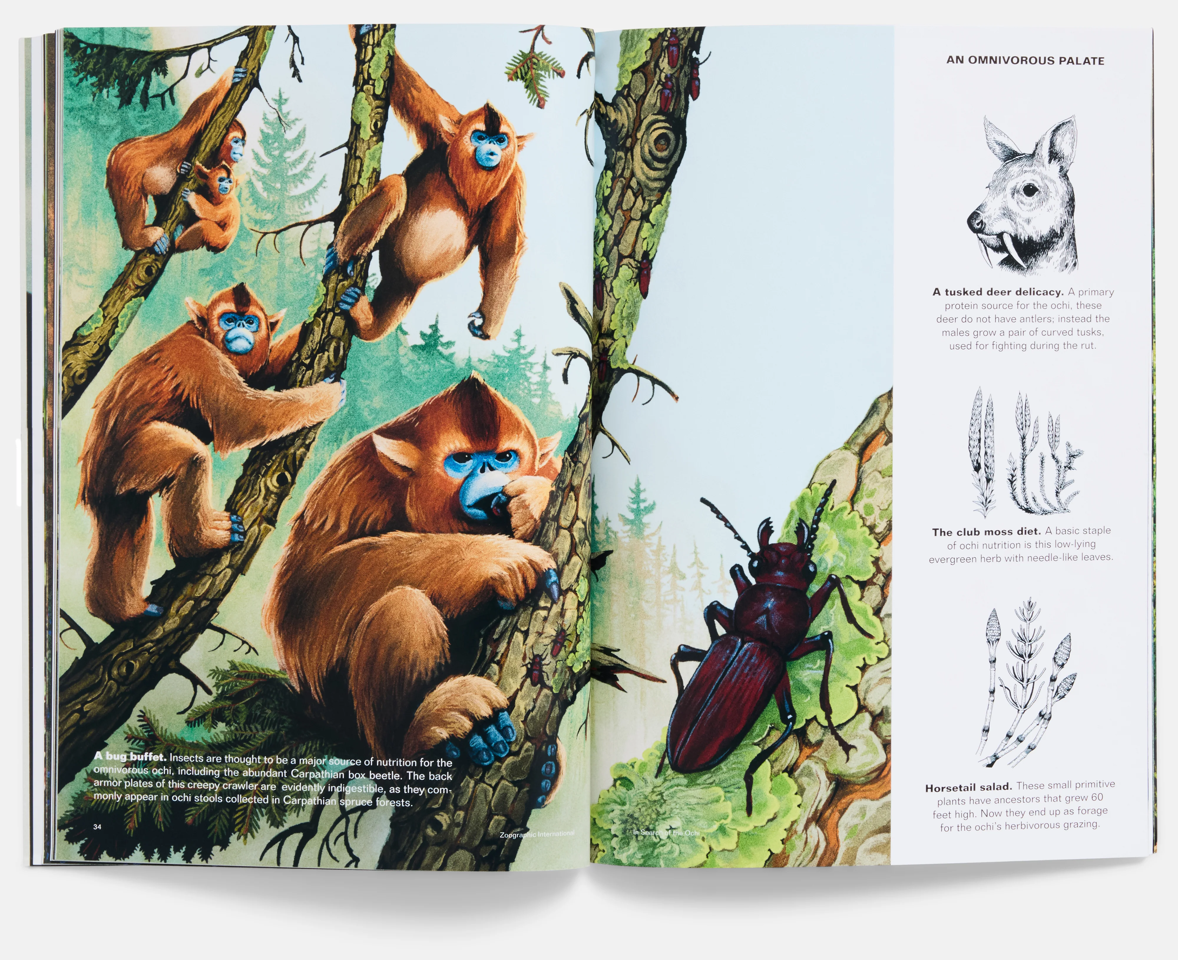 In Search of the Ochi Field Guide - Image 7