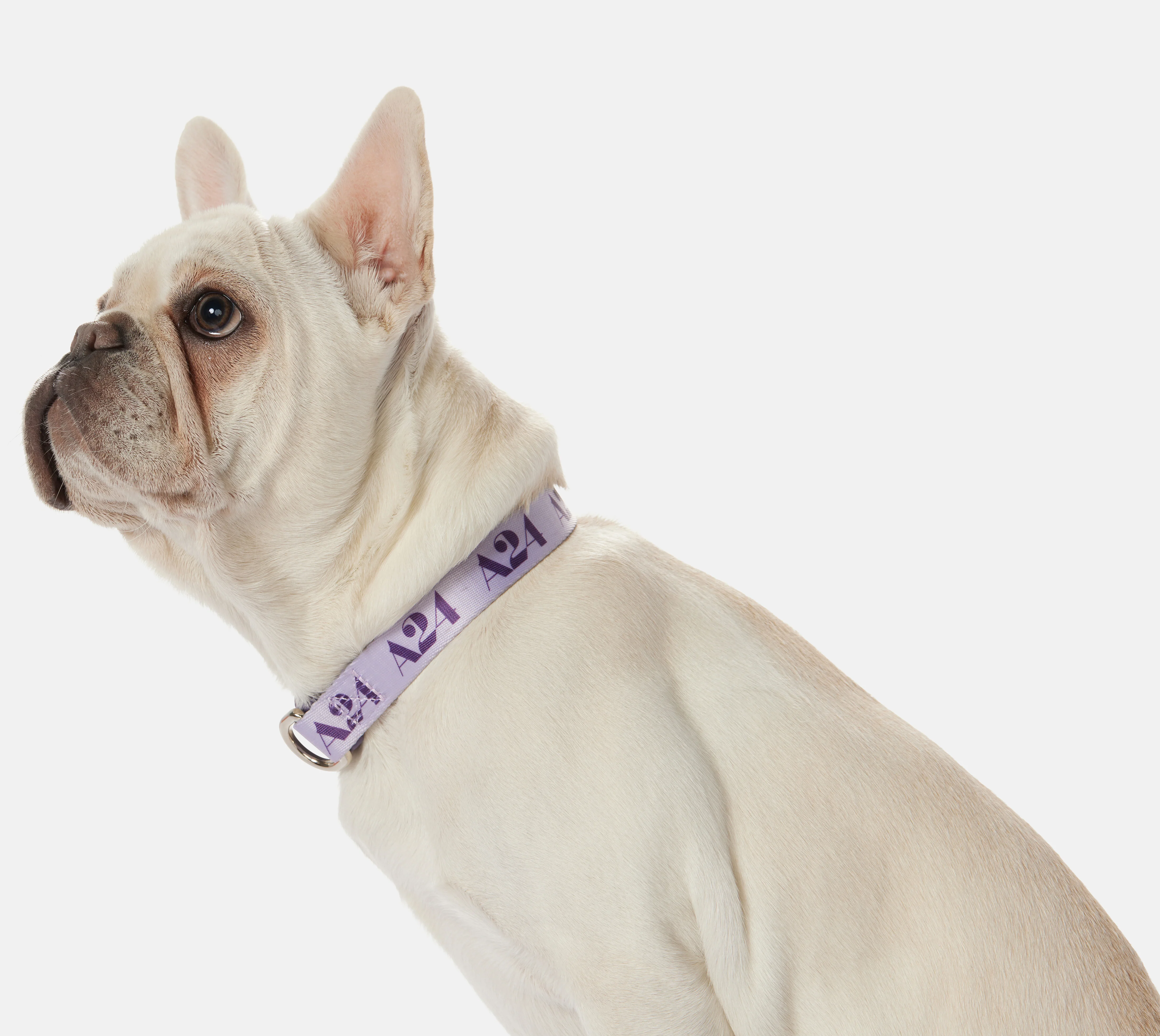 Lavender Logo Collar - Image 3